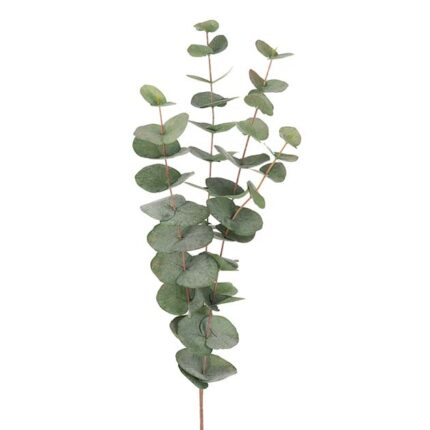 Mr Plant tak Eucalyptus