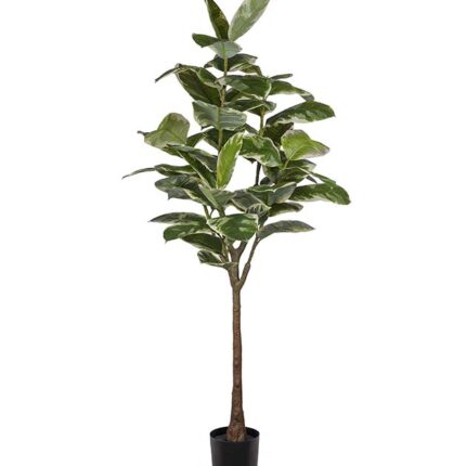 Mr Plant plant Ficus Elastica