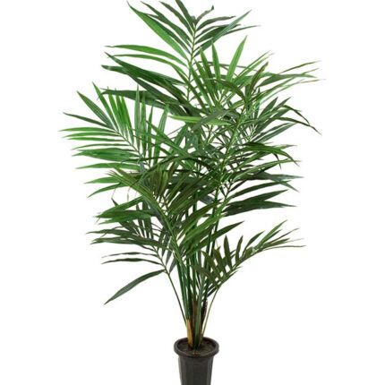 Mr Plant plant Kentia Palm