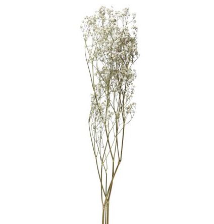 Droogbloemen Gypsophilia Naturel